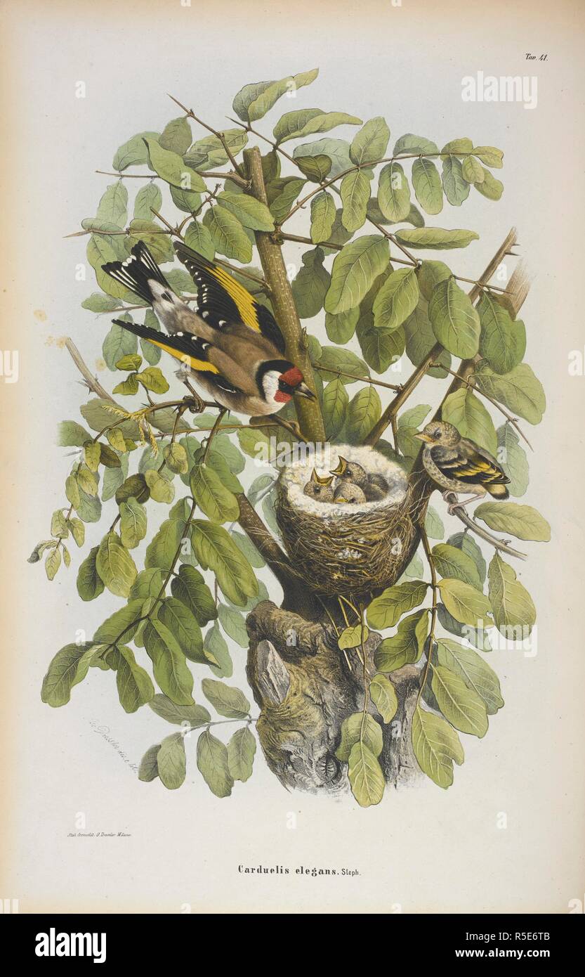 Carduelis elegans. Stieglitz. Storia Naturale degli Uccelli che nidificano in der Lombardei, ad illustrazione della raccolta ornitologica dei Fratelli Ercole ed Ernesto Turati... Con tavole litografate e colorate, prese dal Vero da O. Dressler. [Naturgeschichte der Vögel, Nest in der Lombardei, die ornithologische Sammlung der Brüder Ercole und Ernesto Turati zu illustrieren... Mit Tabellen und farbigen Lithographierten, aus dem Leben von O. Dressler.] genommen. Milano 1865, 71. Quelle: 1822. C.6 Platte 41. Sprache: Italienisch. Stockfoto