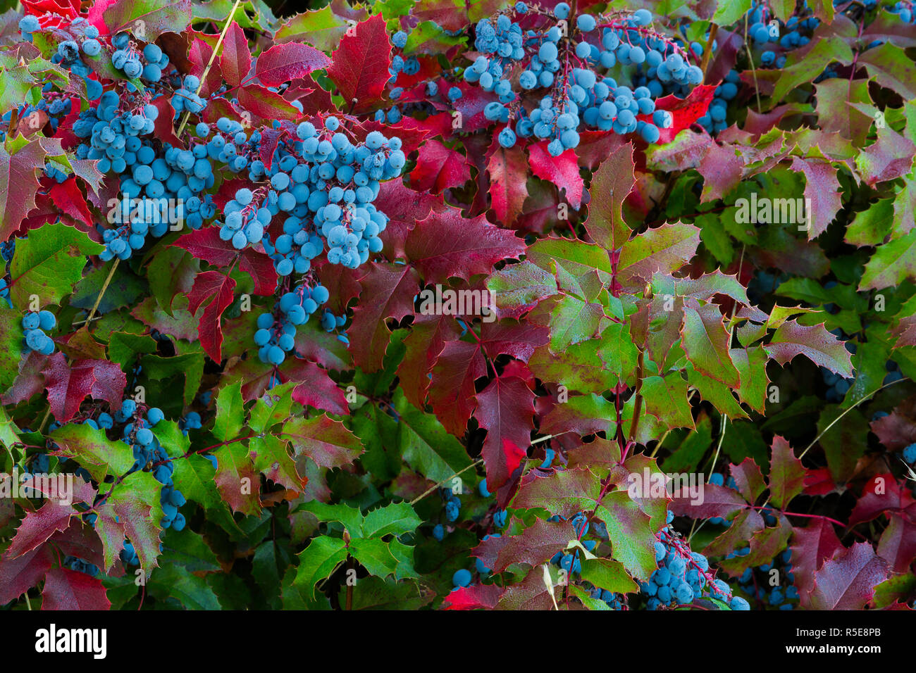 Die Mahonie (Mahonia aquifolium) und die Trauben im Herbst. Washington, USA Stockfoto