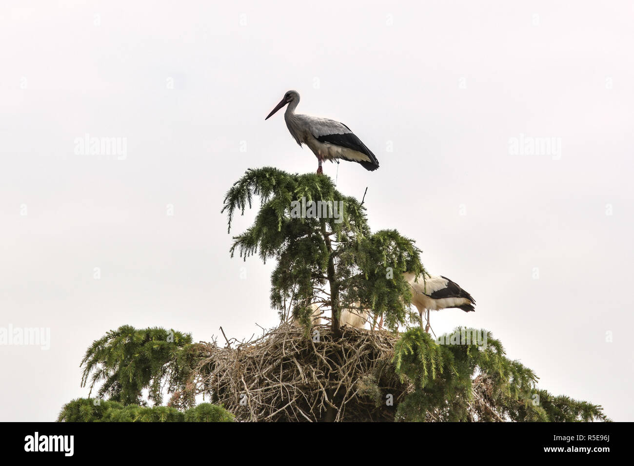 Stork in den Baumwipfeln Stockfoto