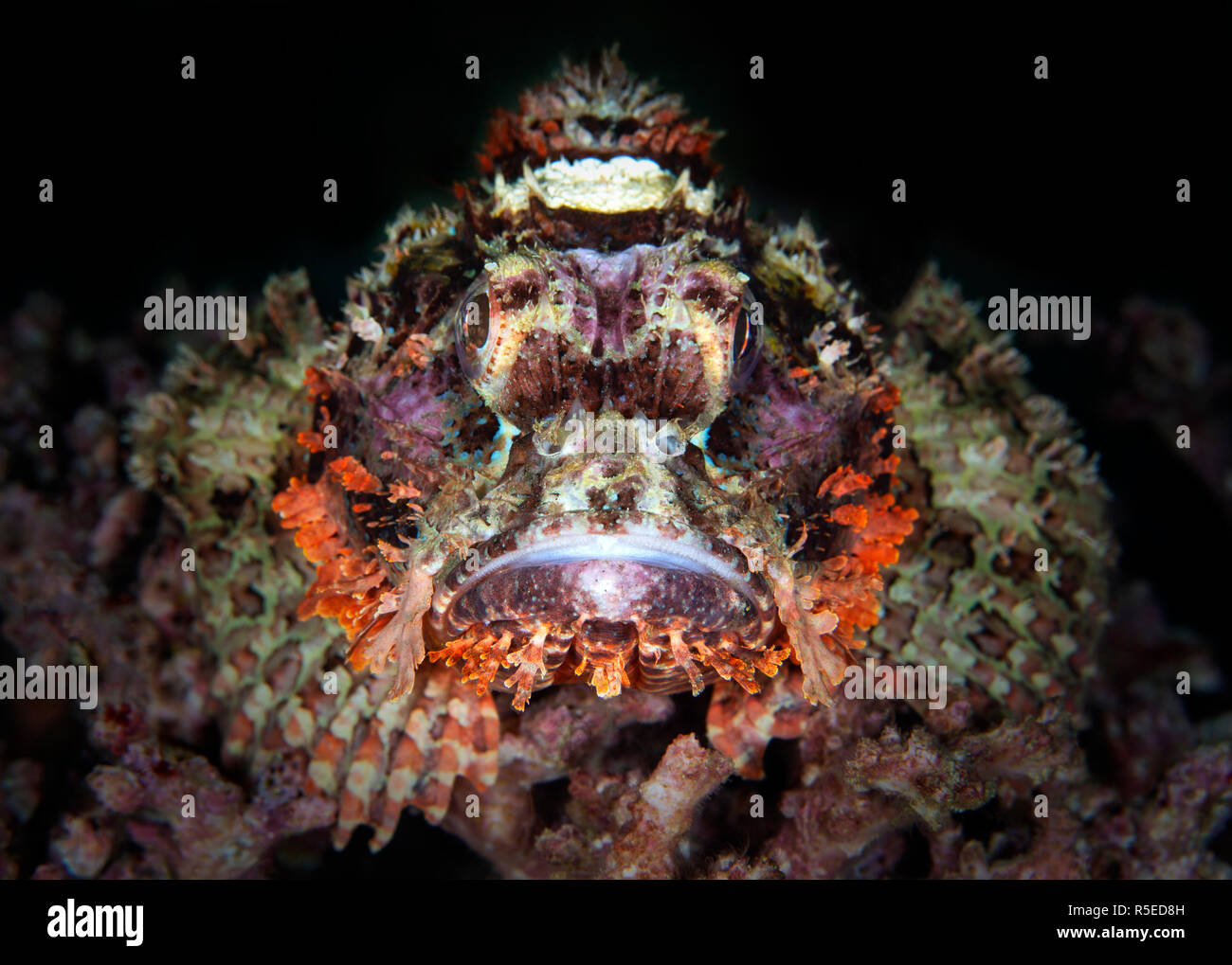 Drachenkopf (Scorpaena scrofa) thront auf Coral Stockfoto