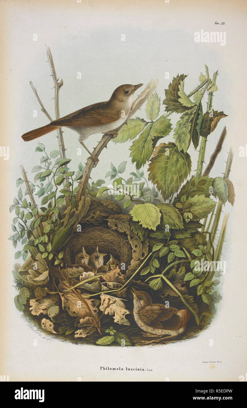 Luscinia Philomela. Nachtigall. Storia Naturale degli Uccelli che nidificano in der Lombardei, ad illustrazione della raccolta ornitologica dei Fratelli Ercole ed Ernesto Turati... Con tavole litografate e colorate, prese dal Vero da O. Dressler. [Naturgeschichte der Vögel, Nest in der Lombardei, die ornithologische Sammlung der Brüder Ercole und Ernesto Turati zu illustrieren... Mit Tabellen und farbigen Lithographierten, aus dem Leben von O. Dressler.] genommen. Milano 1865, 71. Quelle: 1822. C.6 Platte 32. Sprache: Italienisch. Stockfoto
