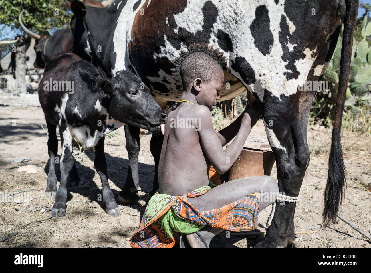 Junge Muila junge Melken einer Kuh und das Kalb seinen Rücken, etwas Milch für sich selbst zu erhalten, zu lecken. Stockfoto