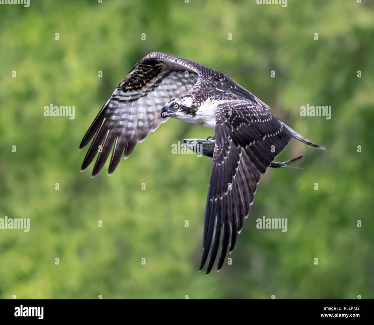 Osprey im Flug mit Catch 17. Stockfoto