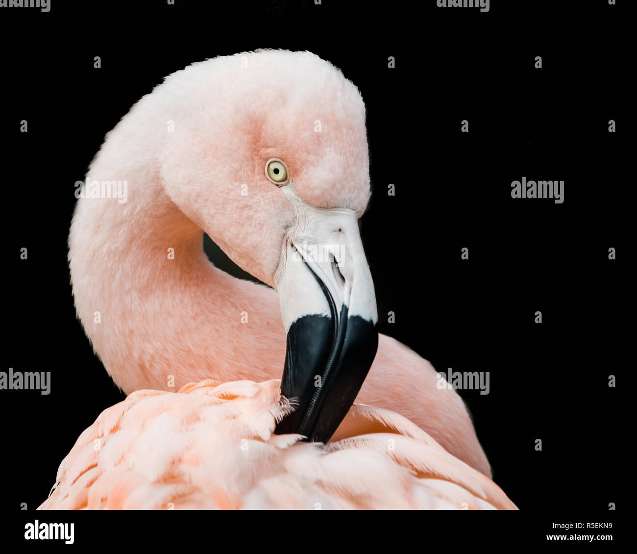 Chilenischer Flamingo V Stockfoto