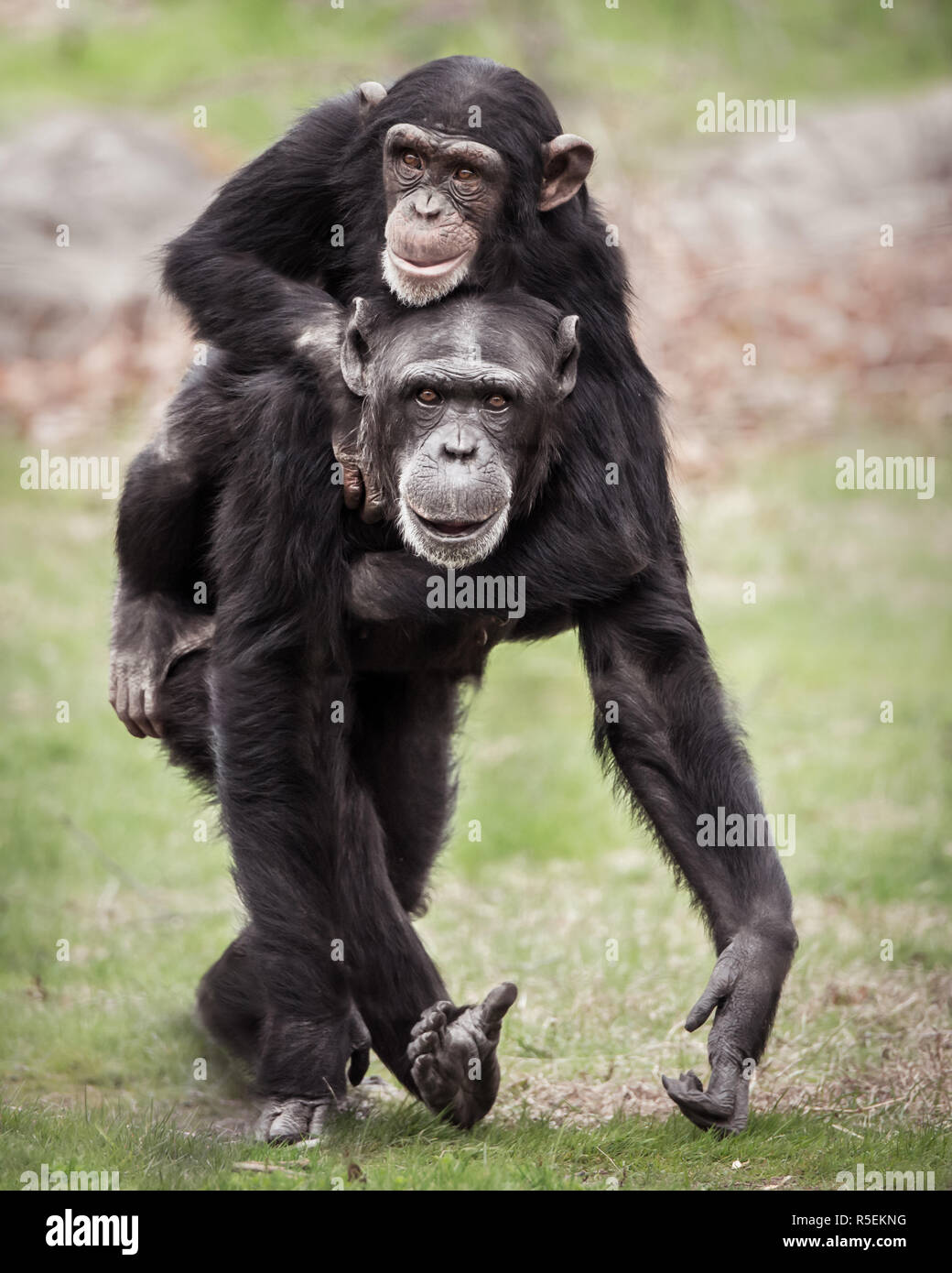 Schimpanse Piggyback II. Stockfoto