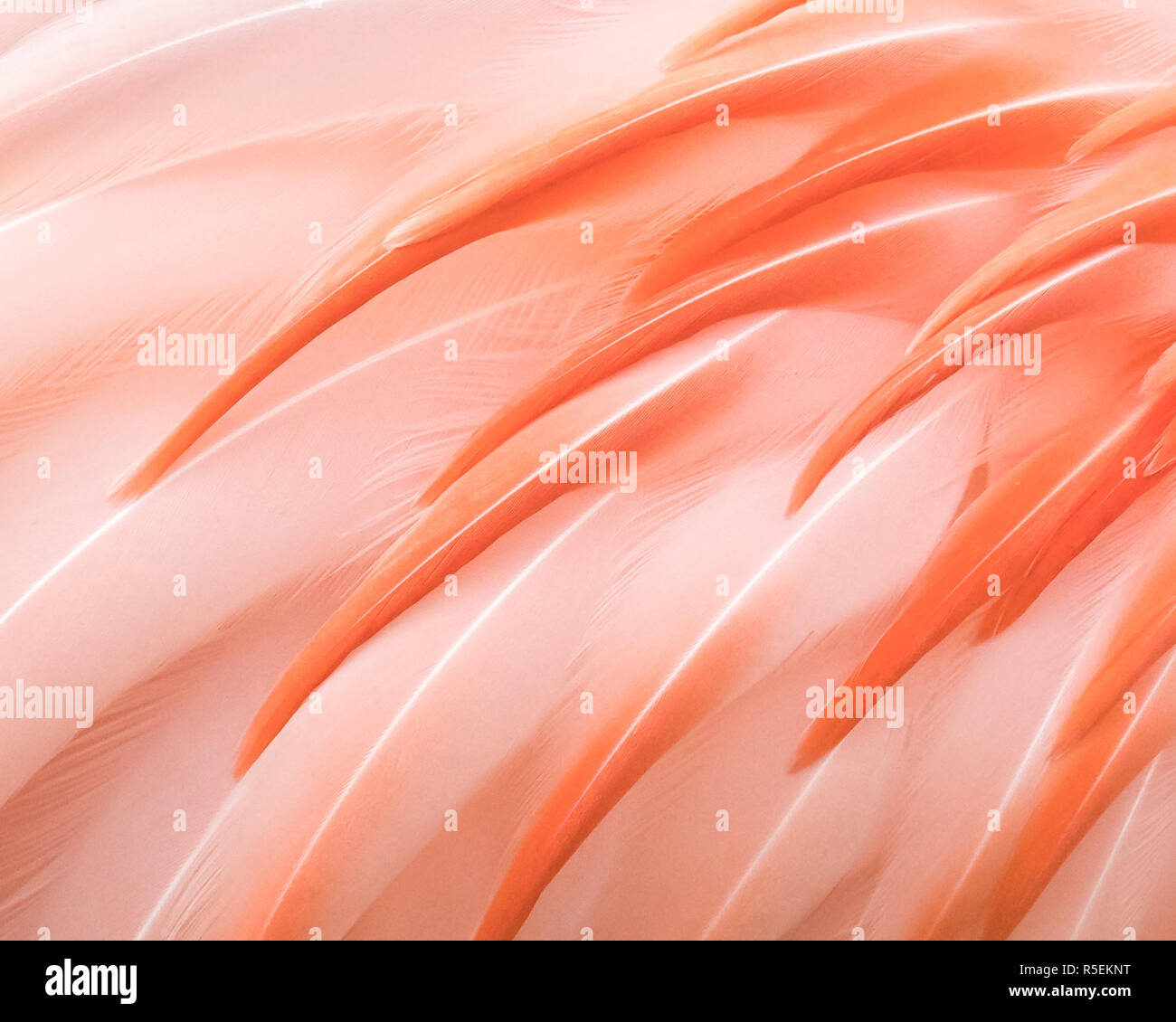 Flamingo Closeup III Stockfoto