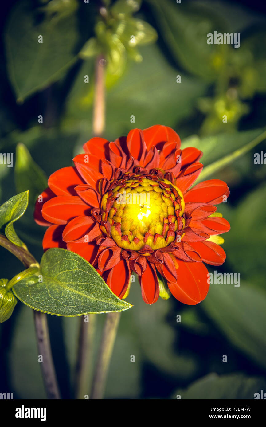 Dahlie Blüten - ein Symbol für den Herbst Stockfoto