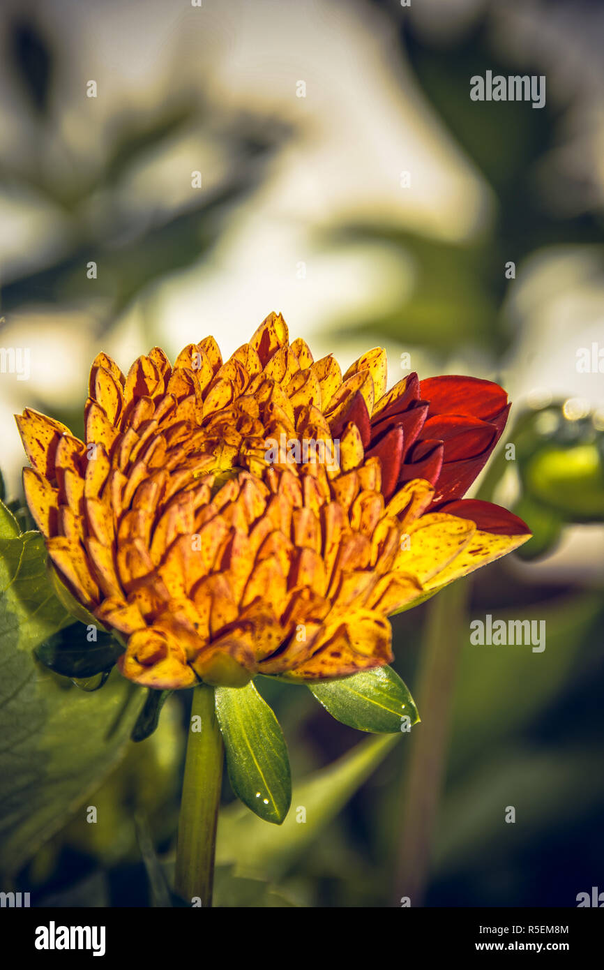 Dahlie Blüten - ein Symbol für den Herbst Stockfoto