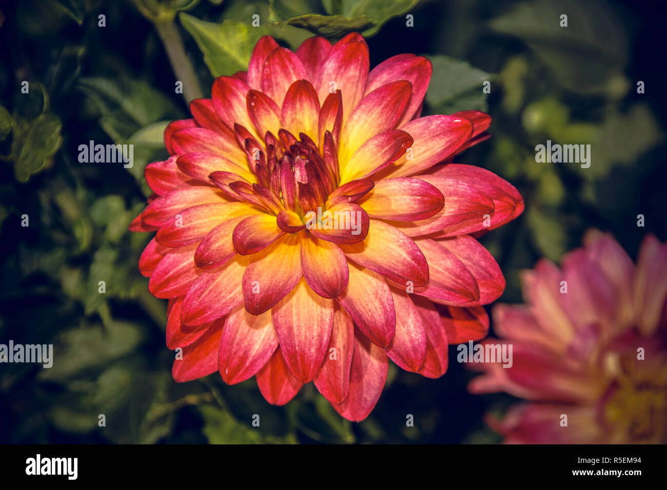 Dahlie Blüten - ein Symbol für den Herbst Stockfoto