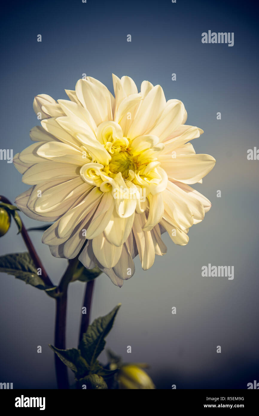 Dahlie Blüten - ein Symbol für den Herbst Stockfoto