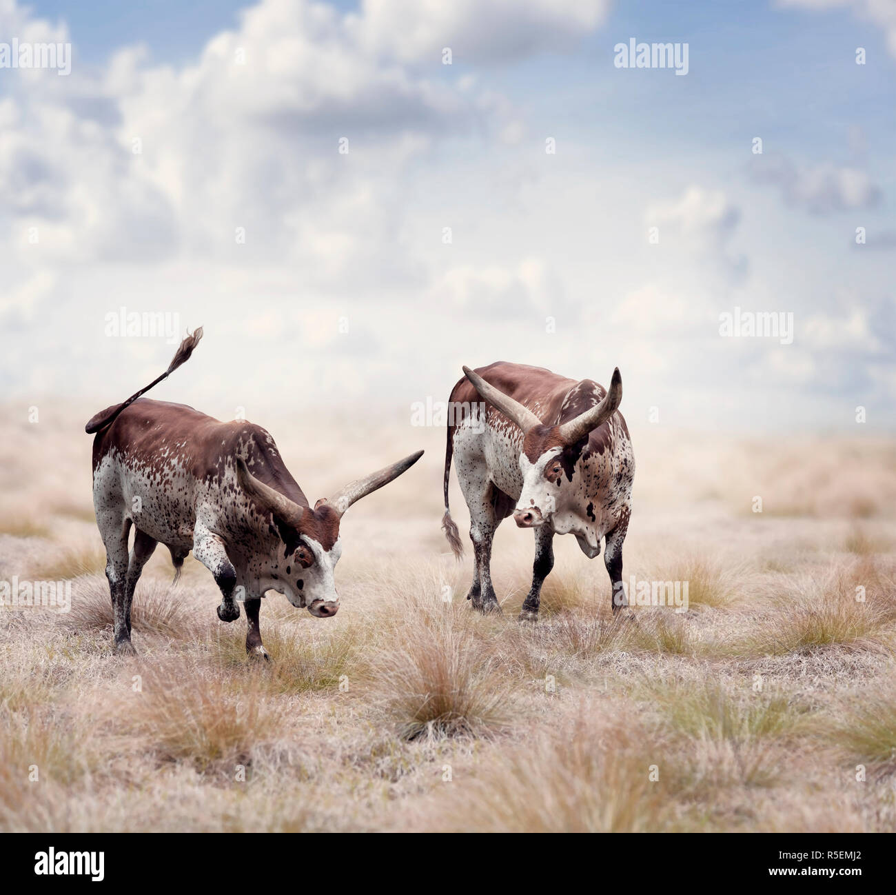 Braune und weiße Longhorn Ochsen Stockfoto