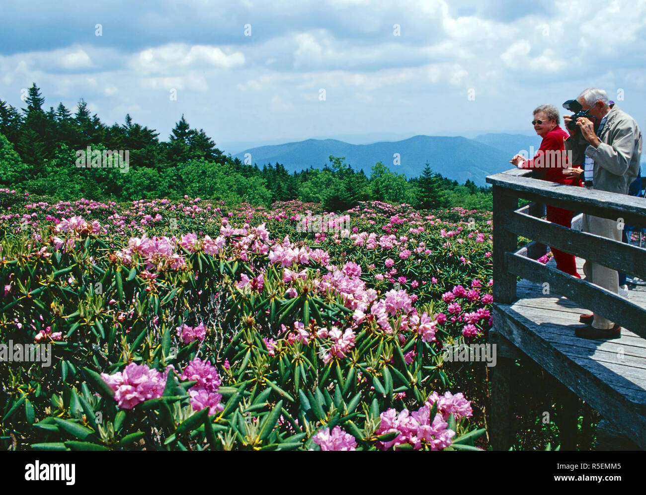 Catawba rhododendrums, Roan Mountain State Par, Tennessee Stockfoto