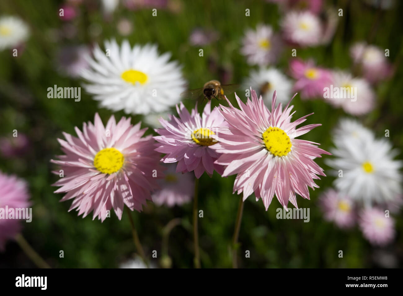 Schöne einheimische Wildblumen und einheimischen Pflanzen im Botanischen Garten in Perth. Frühling blühen. Eine Biene genießt die Blumen. Stockfoto