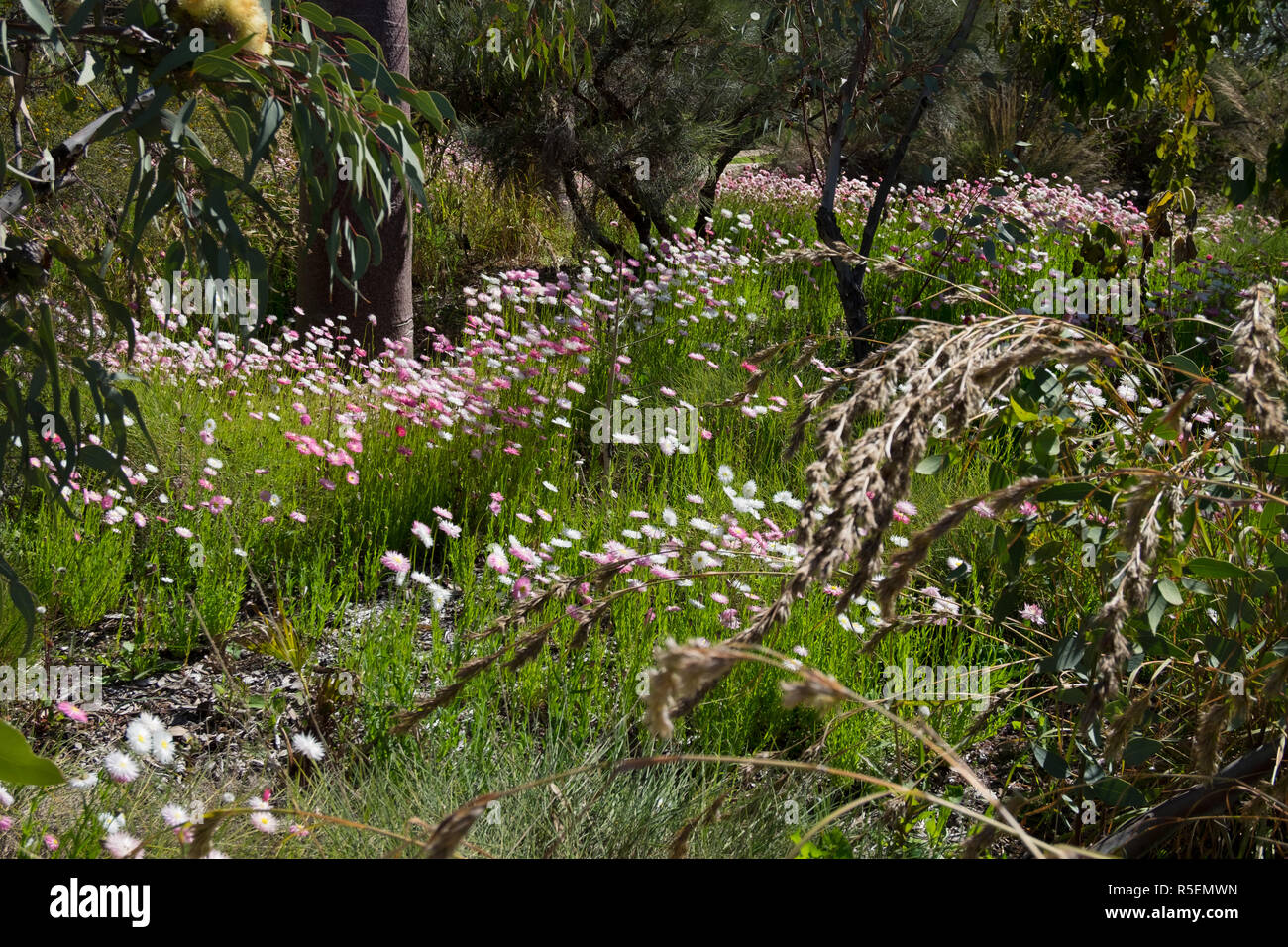 Schöne einheimische Wildblumen und einheimischen Pflanzen im Botanischen Garten in Perth. Frühling blühen. Stockfoto