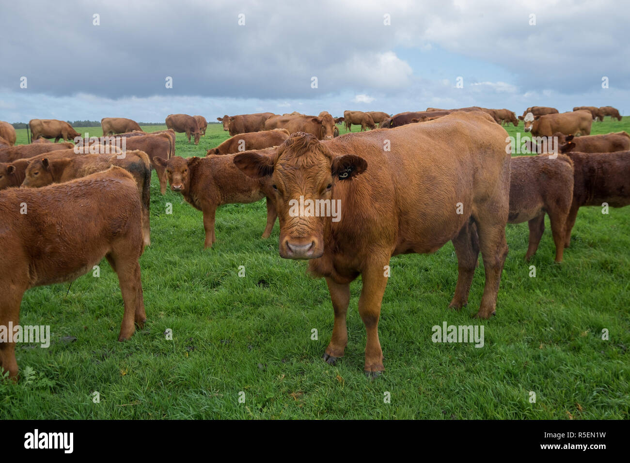 Schöne braune Kühe im Regen auf einer Farm in der Nähe von Esperance in Western Australia. Stockfoto