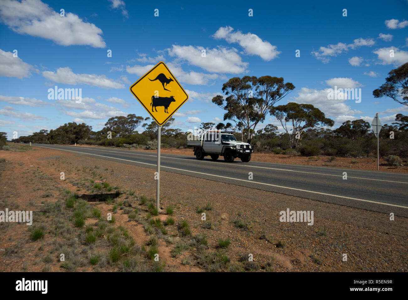 Kuh und Kangaroo crossing Warnschild in ländlichen Western Australia. Stockfoto