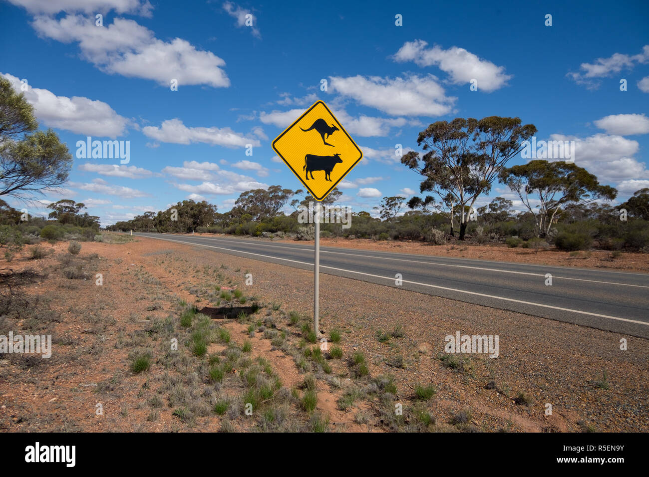 Kuh und Kangaroo crossing Warnschild in ländlichen Western Australia. Stockfoto