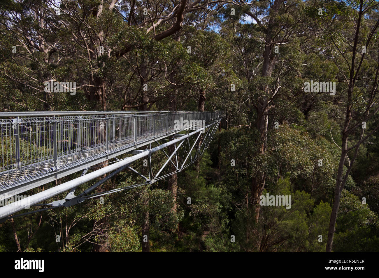 Genießen Sie die beeindruckende Metall Gang durch das Kribbeln Bäume im Tal der Riesen Tree Top Walk in Tingdale, Western Australia. Stockfoto