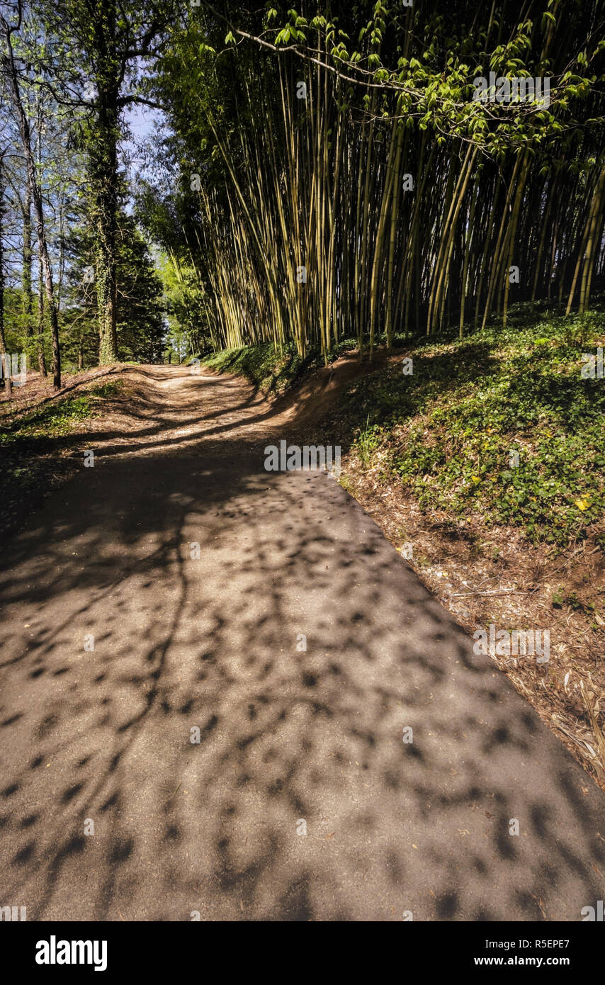 Ein Weg führt hinauf zum Bambus und Bäume durch dappled Schatten am Biltmore Estate in Asheville, NC, USA Stockfoto