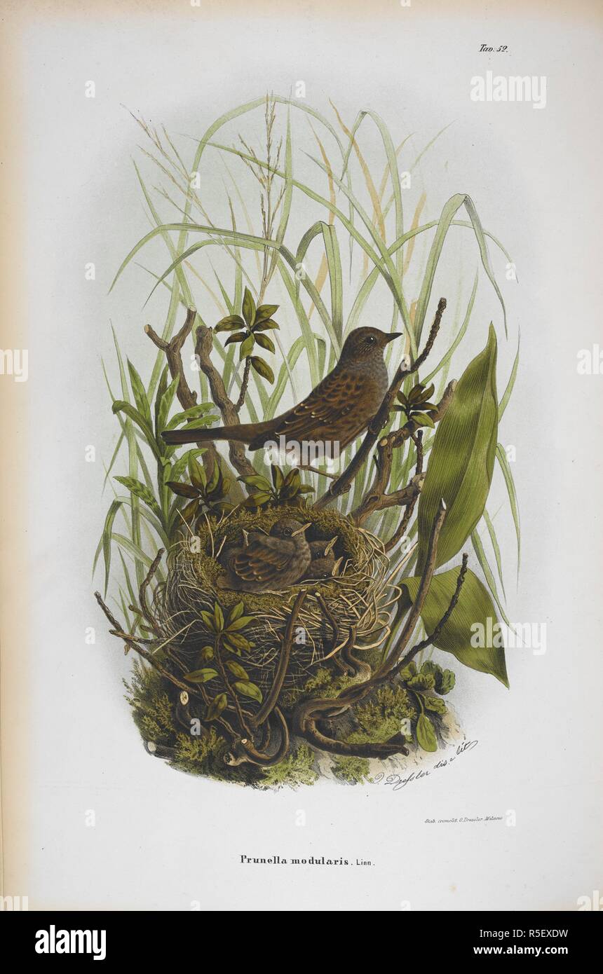 Phasianus colchicus. Die Dunnock. Storia Naturale degli Uccelli che nidificano in der Lombardei, ad illustrazione della raccolta ornitologica dei Fratelli Ercole ed Ernesto Turati... Con tavole litografate e colorate, prese dal Vero da O. Dressler. [Naturgeschichte der Vögel, Nest in der Lombardei, die ornithologische Sammlung der Brüder Ercole und Ernesto Turati zu illustrieren... Mit Tabellen und farbigen Lithographierten, aus dem Leben von O. Dressler.] genommen. Milano 1865, 71. Quelle: 1822. C.6 Platte 52. Sprache: Italienisch. Stockfoto