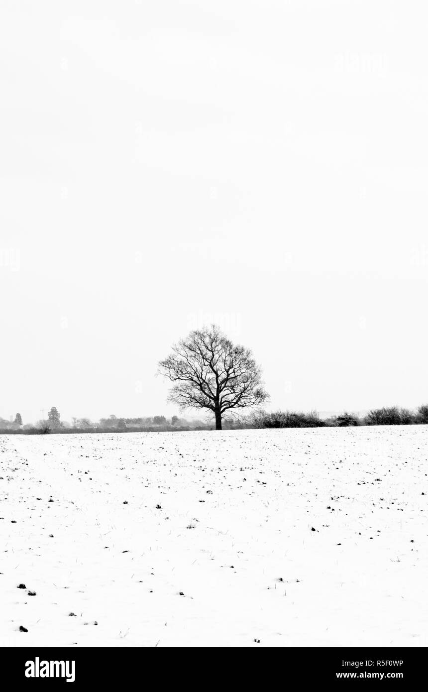 Großbritannien, England, Cambridgeshire, Comberton, Winter Felder Stockfoto