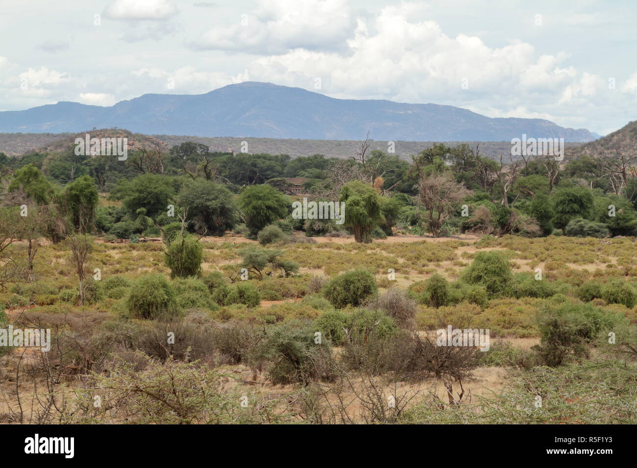 Die afrikanische Savanne in Kenia Stockfotografie - Alamy
