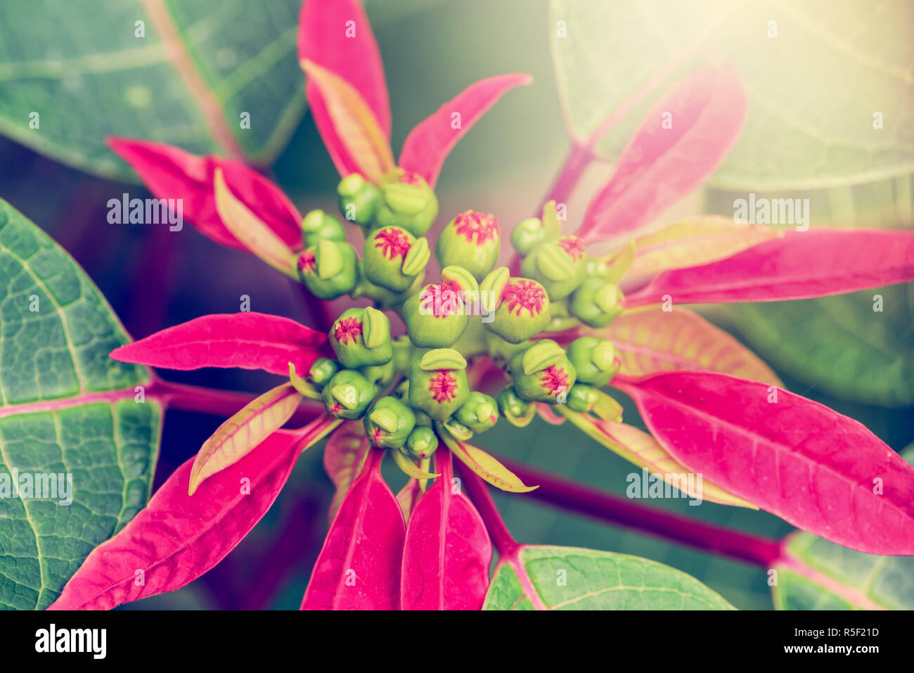 Vintage Blume der Weihnachtsstern Stockfoto