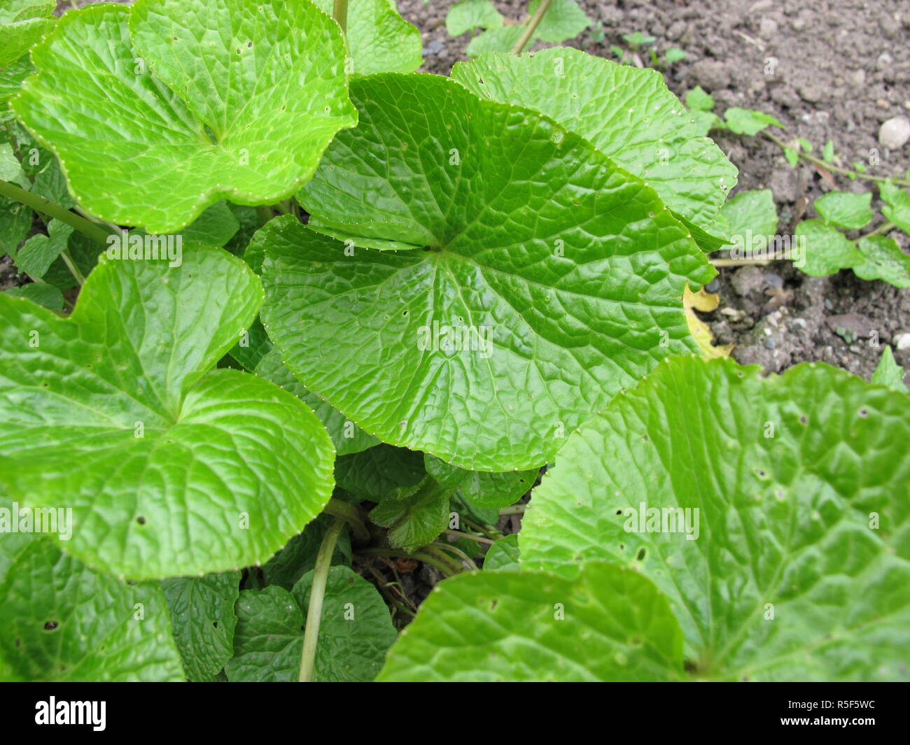 Japanische Meerrettich, Wasabi, wasabia Japonica Stockfoto