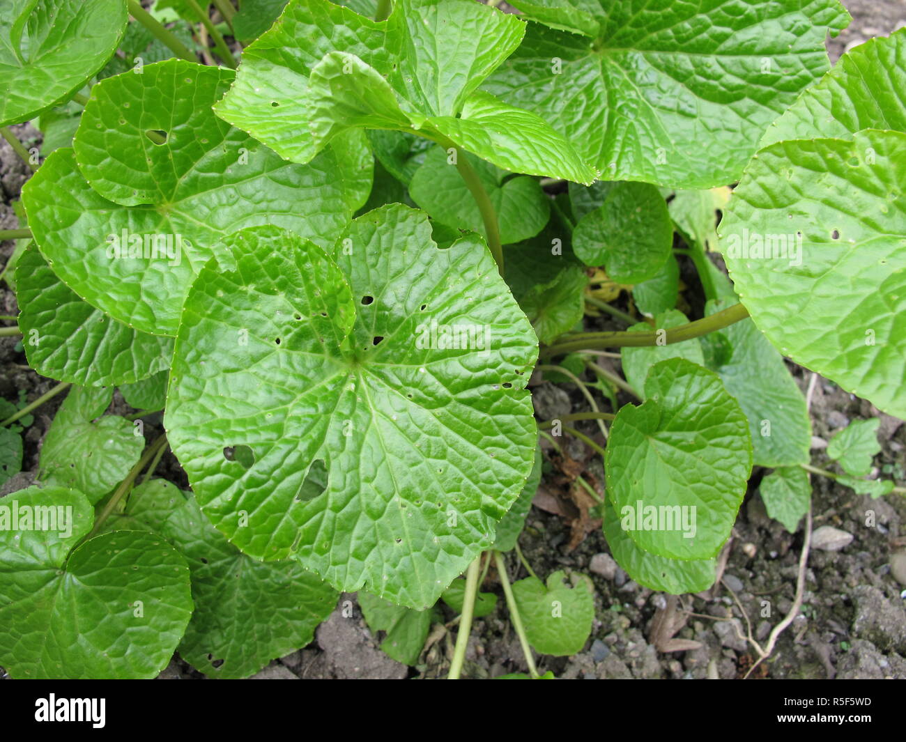 Japanische Meerrettich, Wasabi, wasabia Japonica Stockfoto