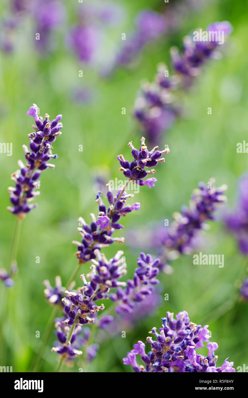 Sommer lavendel Blüte im Garten Stockfoto