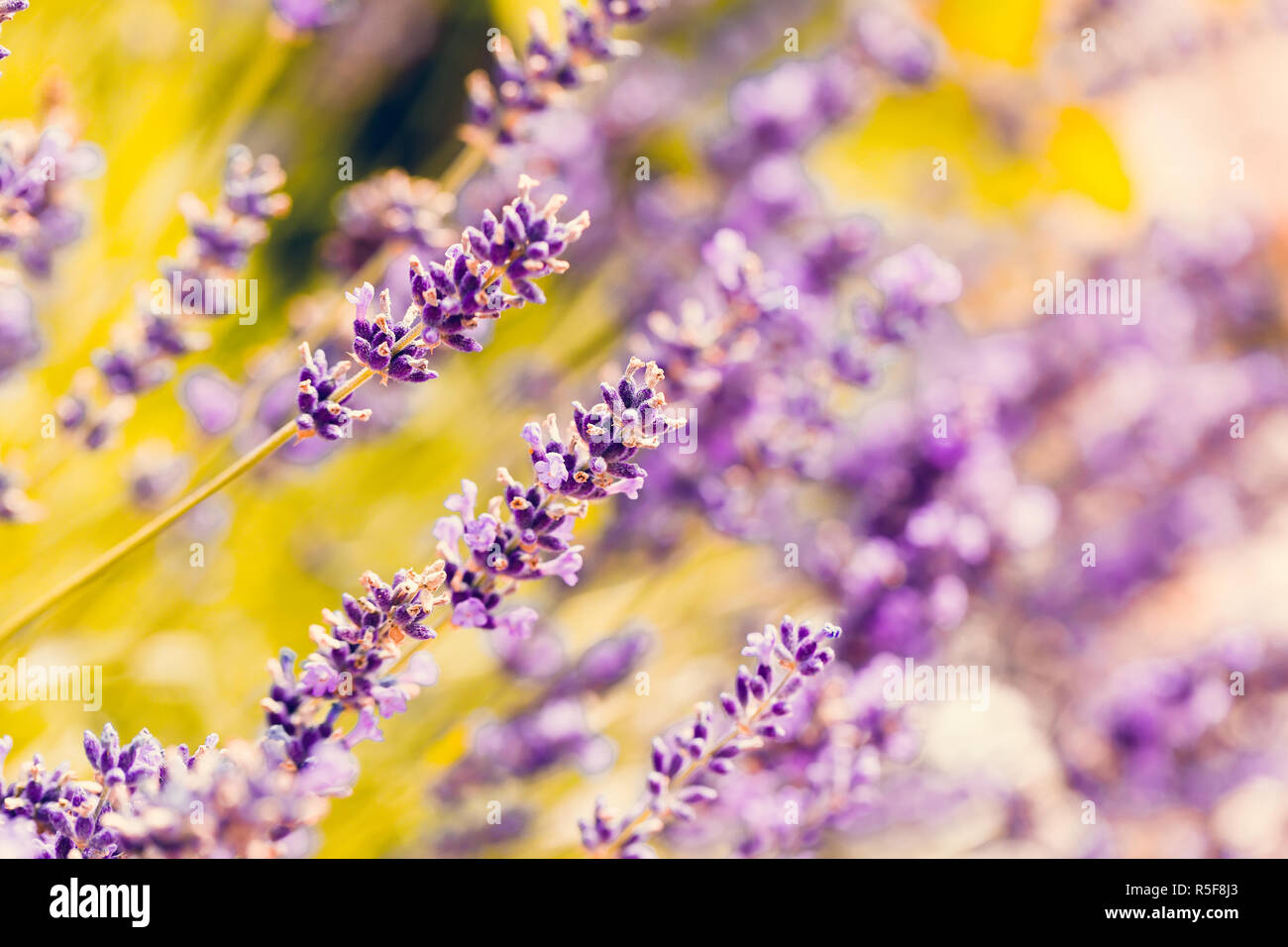 Sommer lavendel Blüte im Garten Stockfoto