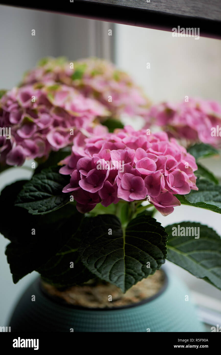 Ein Topf von pink hydrangea im Haus. Im Winter. Blühende Pflanze in einem Topf. Stockfoto