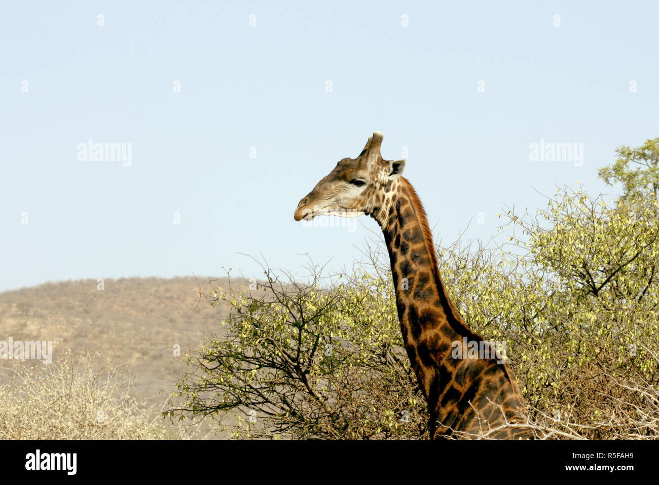 Männliche Giraffe in African Reserve Büsche Stockfoto