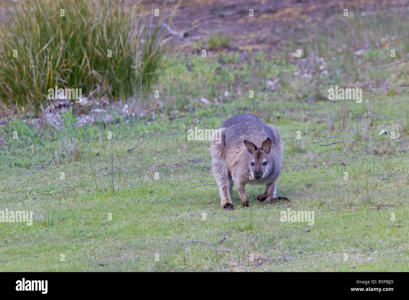 Bruny Island, Tasmanien, Australien, bennetts Wallaby oder Red-necked Wallaby Stockfoto