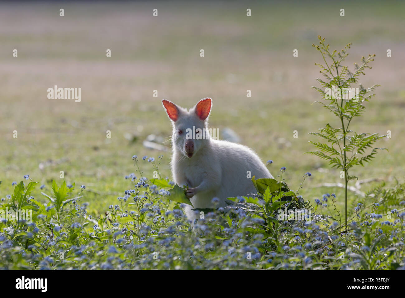 Seltene weiße Albino wallaby Beweidung auf Bruny Island Tasmania Stockfoto