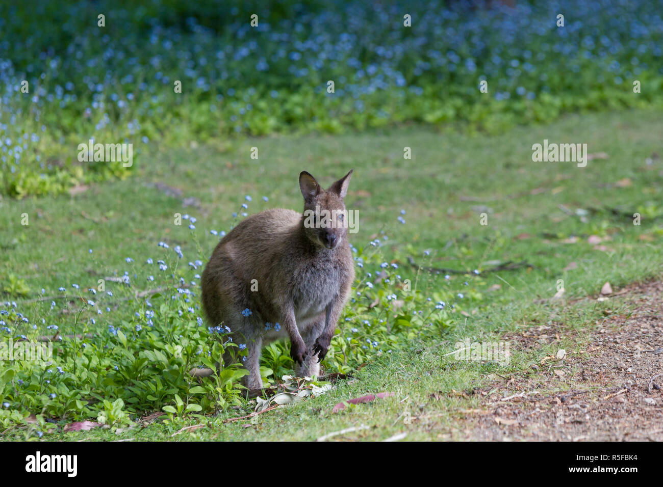 Bennett Wallaby bei Adventure Bay, Bruny Island, Tasmanien, Australien Stockfoto