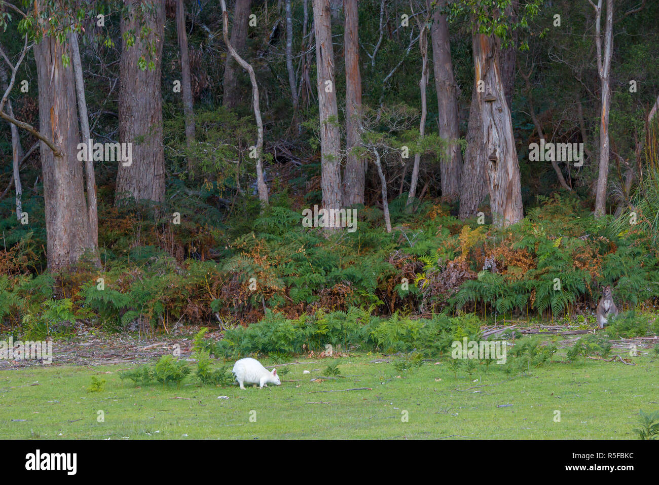 Weiß wallaby Beweidung auf die Weide vor einem Wald Stockfoto