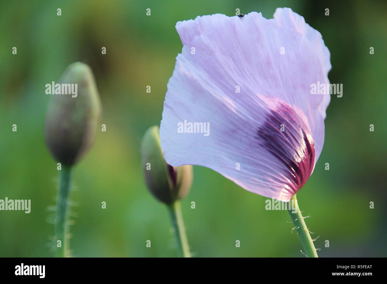 Lila Mohn ein Sommertraum Stockfoto