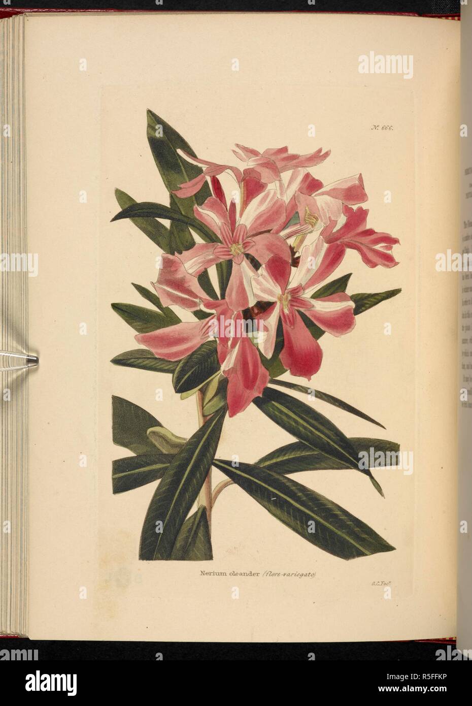 Nerium oleander (Flore-Variegato). Der Botanische Cabinet, bestehend aus farbigen Abgrenzungen von Pflanzen, aus allen Ländern, mit einem kurzen Konto eines jeden, etc. von C. Loddiges und Söhne... Die Platten von G.Cooke. vol. 1-20. London, 1817-33. Quelle: 443 b 11, Band 7, Nr. 666. Autor: Cooke, George. Stockfoto