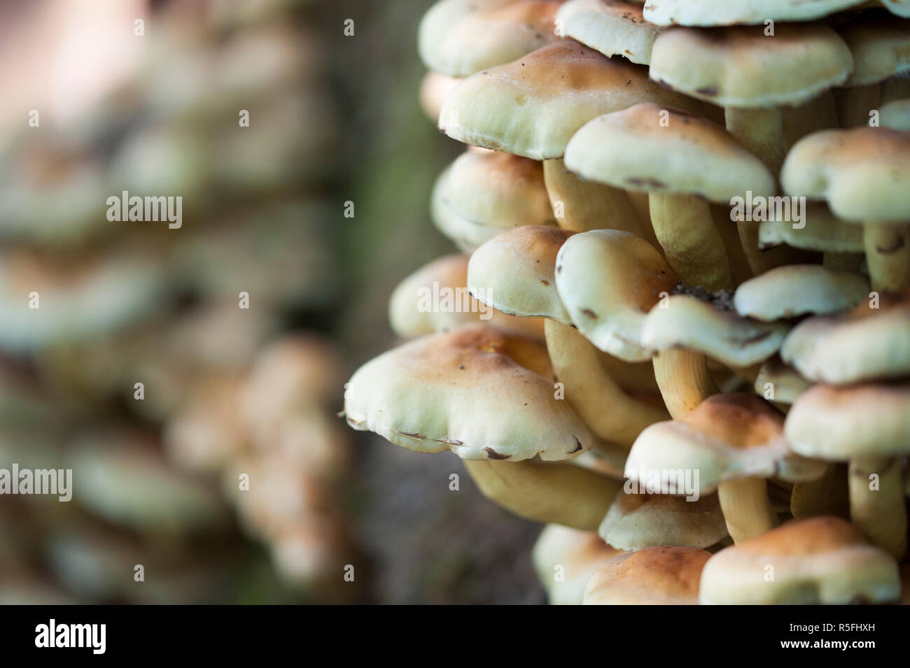 Psilocybe fascicularis Pilze Stockfoto