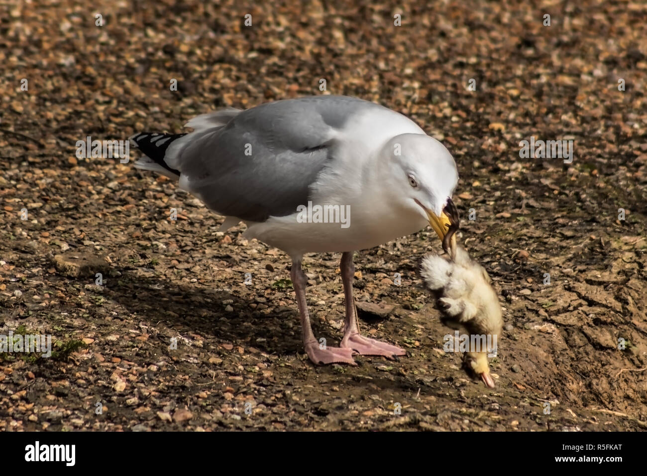 Silbermöwe mit einem Toten ducking im Schnabel. Stockfoto