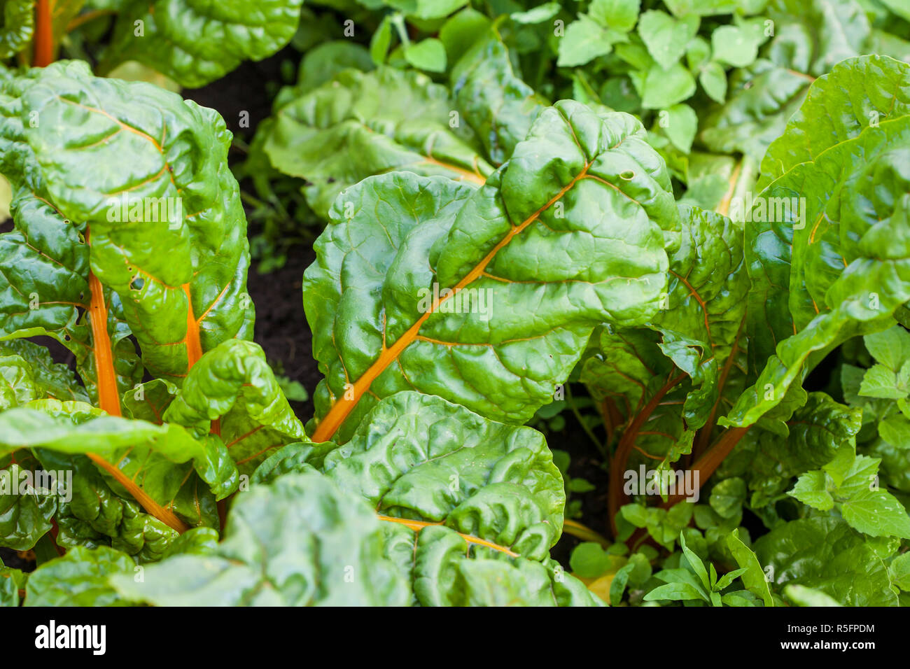 Orange Stamm Mangold (Beta vulgaris) Stockfoto