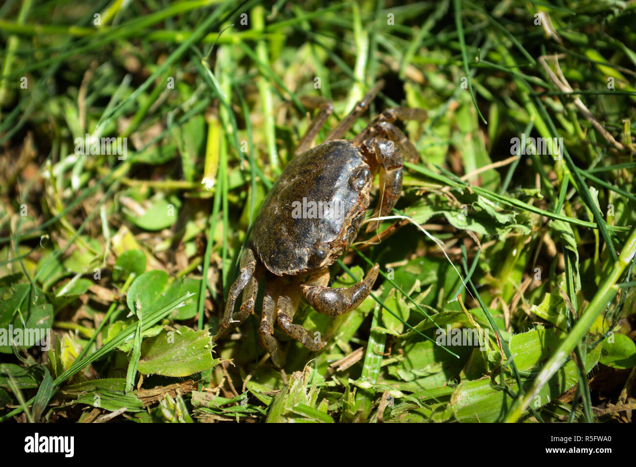 Feld crab Walking/kleine Krabbe auf grünem Gras im Reisfeld Stockfoto