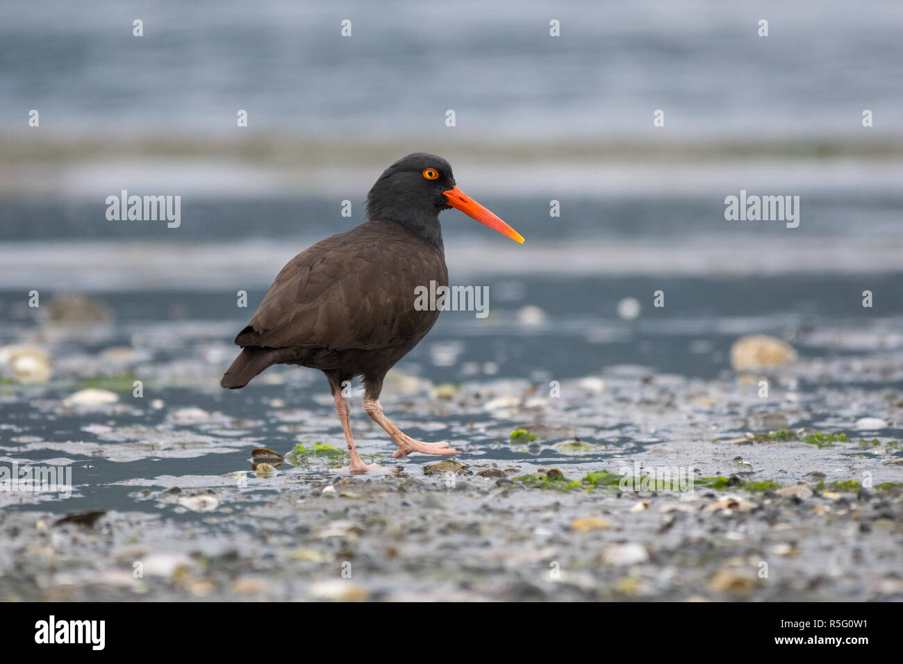 Schwarze Austernfischer Stockfoto