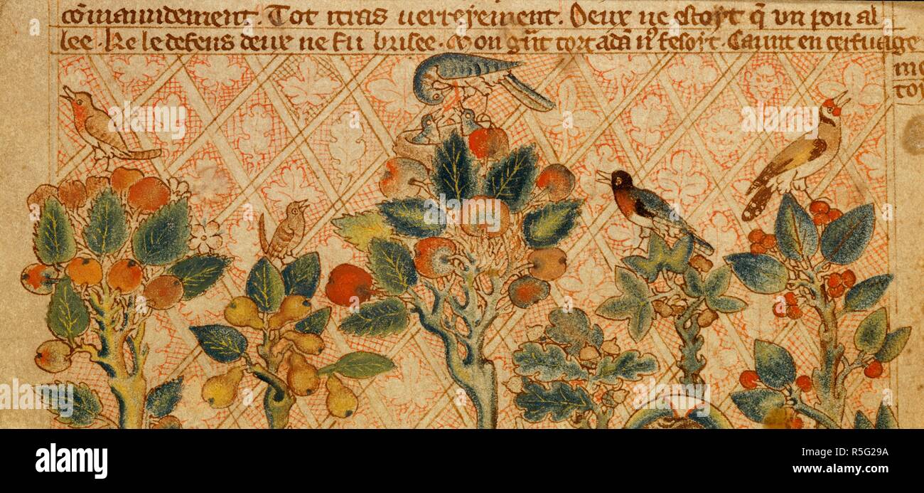 Vogel Im Garten Eden Holkham Bible Picture Book England Ca