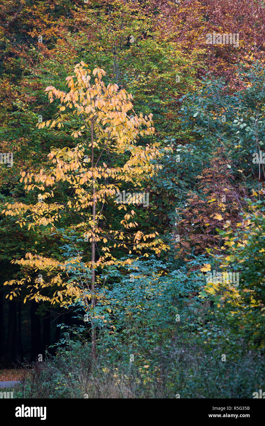 Bäume mit bunten Blätter im Herbst Stockfoto