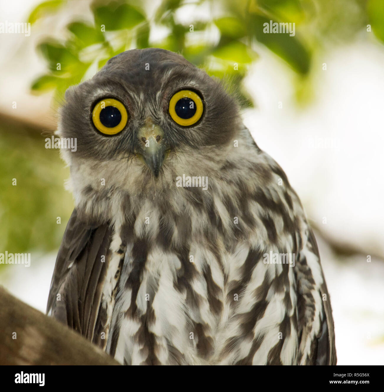 Nahaufnahme des Gesichts des Australischen Barking Owl, Ninox connivens, mit Rechnung, gestreift braunes Gefieder und riesige goldene gelbe Augen in die Kamera starrt Stockfoto