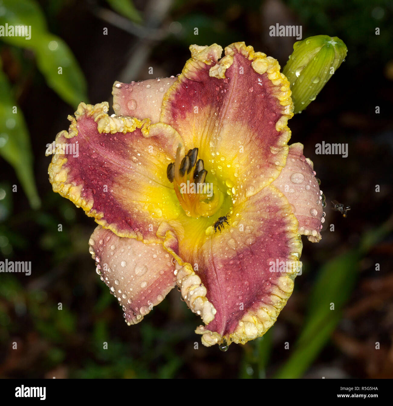 Spektakuläre rote und gelbe Blume des Daylily, Hemerocallis 'Alexa Kathryn', mit Regentropfen & einheimische Biene auf frilly umrandete Blütenblätter gegen den dunklen Hintergrund Stockfoto