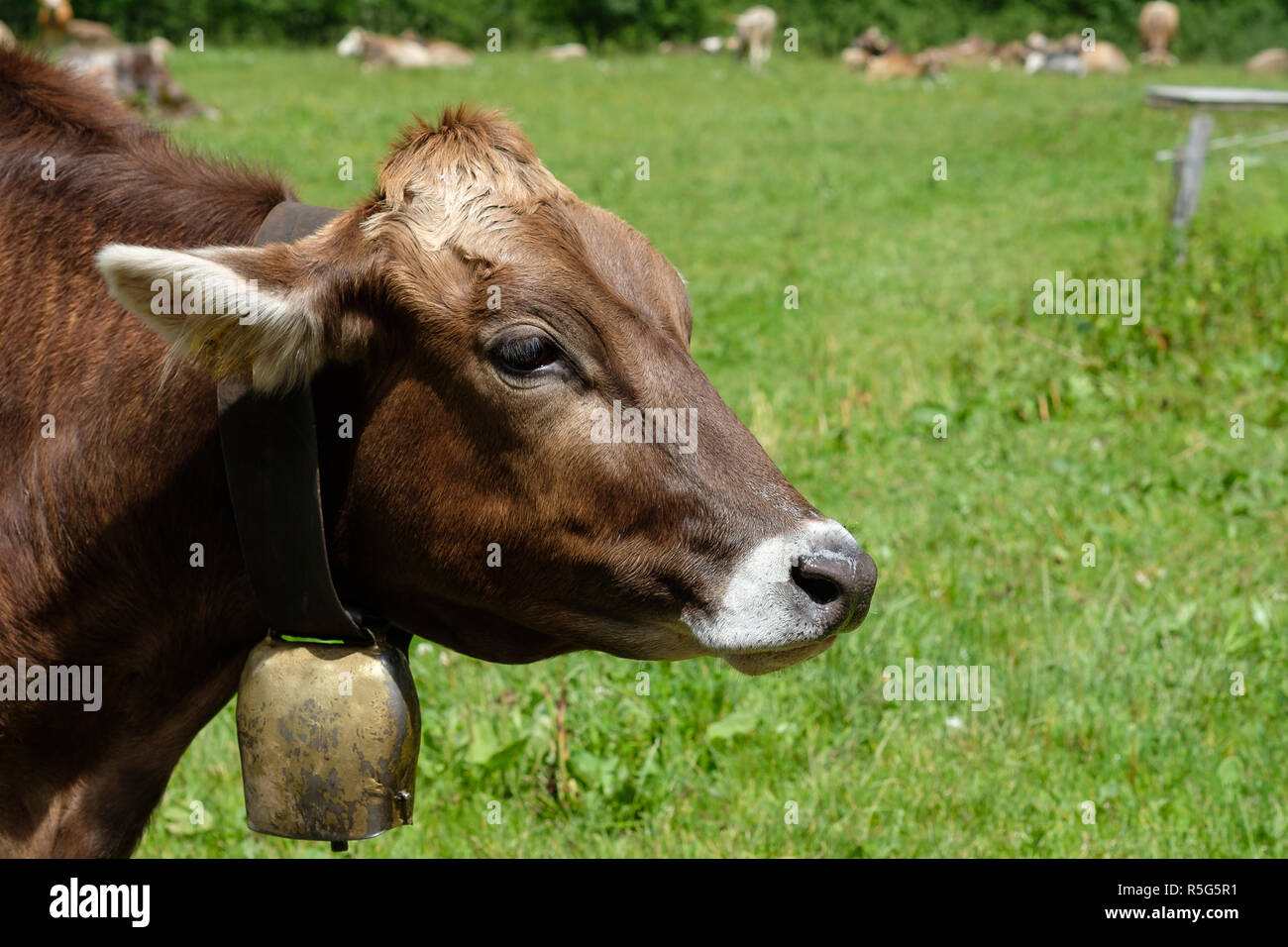 Braun Kuh mit Glocke auf einem grünen Alp in den Allgäuer Stockfoto