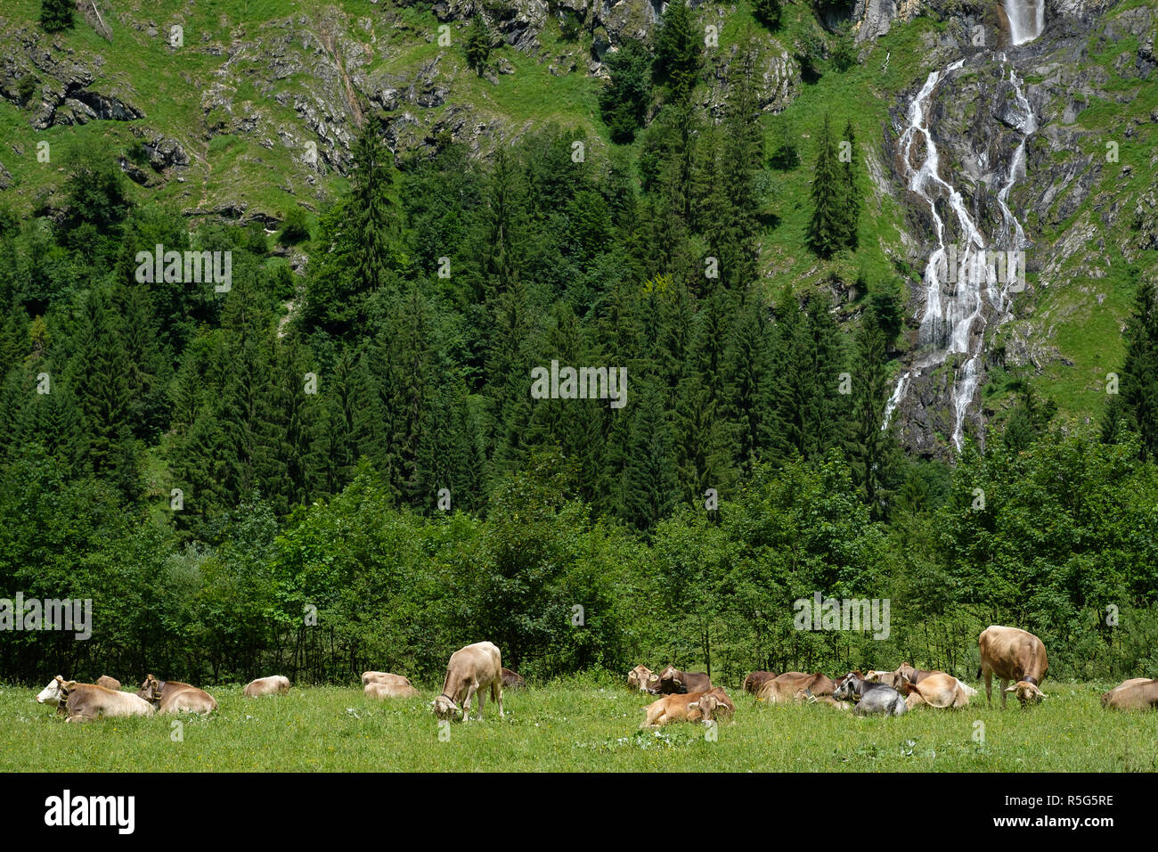 Alm mit Kühen und Wald und Wasserfall in den Allgäuer Stockfoto